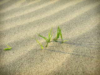 grass in desert