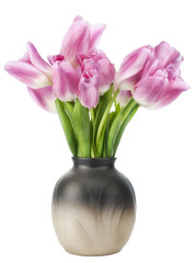 First pink spring tulips