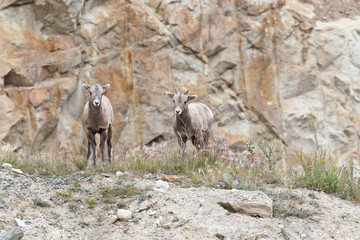 Two bighorn sheeps, ovis canadensis