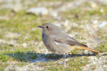 A Black Redstart (Phoenicurus ochruros)