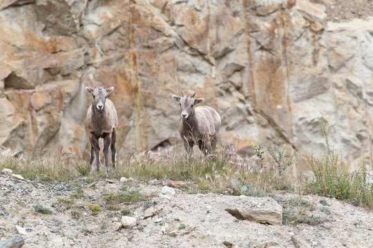 Two bighorn sheeps, ovis canadensis © Rafa Irusta
