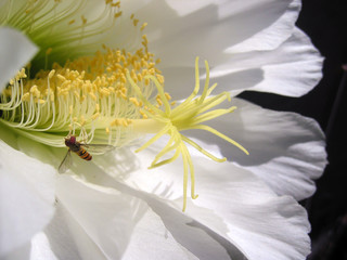 Close-up view of stigma with anther and stamen of a white cactus flower, Echinopsis spachiana