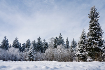 Winter Forest
