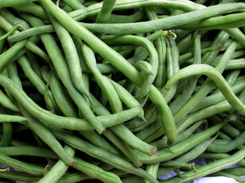 fresh green bean species