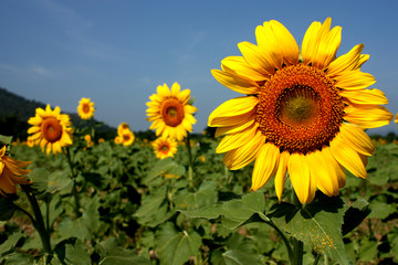 Sunflower bloossoming