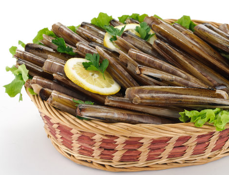 Cannolicchi
