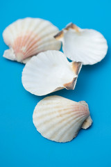 Fototapeta na wymiar decor seashell