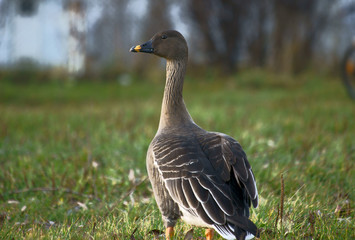 gęś gęgawa © GKor