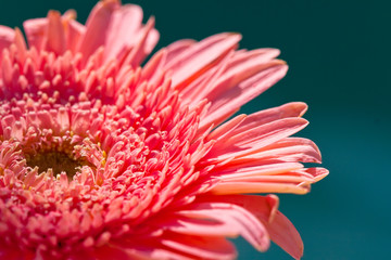 Close Up of Pink Gerber Daisy