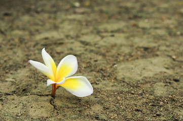flower in dried cracked soil