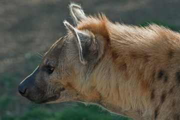 Obraz premium Spotted hyena (Crocuta crocuta). Bioparc, Valencia, Spain