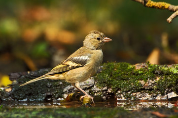 Bird finch
