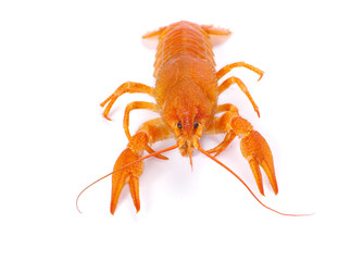crayfish