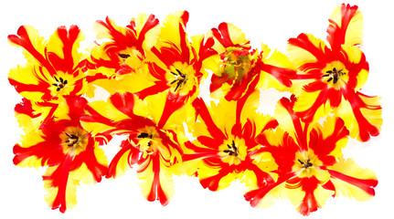 colorful tulip flower border