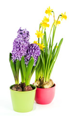 beautiful spring flowers