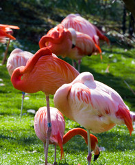 Flamingo © IWeide