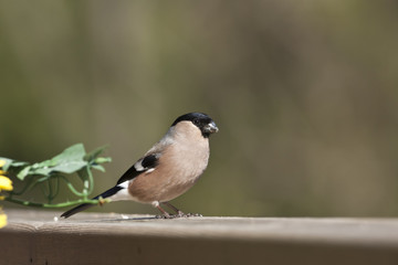 Bouvreuil pivoine femelle