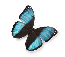 Obraz na płótnie Canvas Niebieski motyl na białym