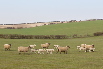 Fototapeta na wymiar sheep and lambs