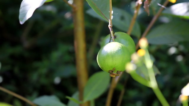 Guava Fruit Closeup on Tree