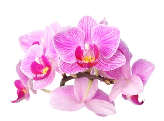 Deurstickers Orchidee orchidee op wit