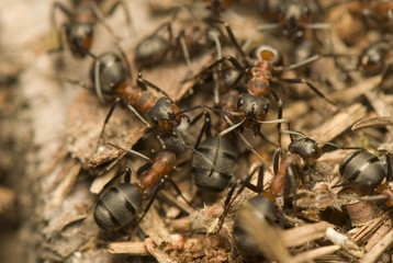 Formica rufa