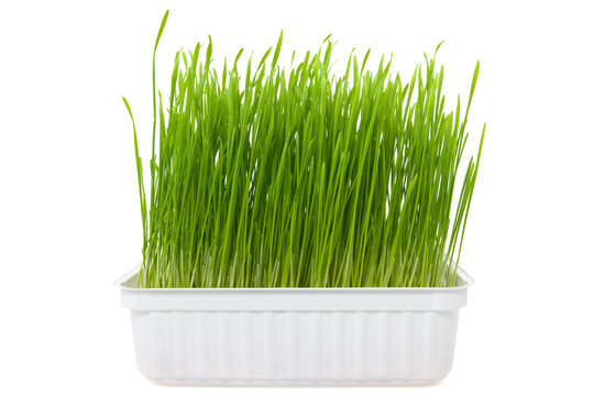 Green Wheat Sprouts Over A White Background