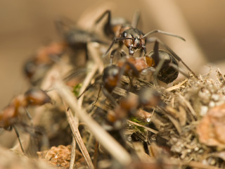 Formica rufa