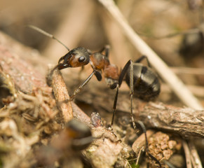 Formica rufa