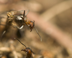 Formica rufa