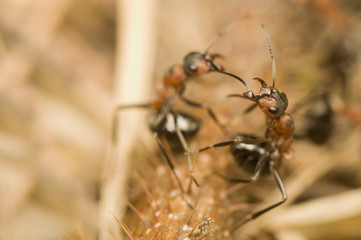 Formica rufa