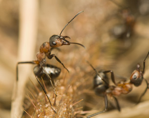 Formica rufa