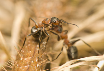 Formica rufa