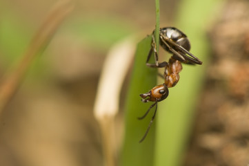 Formica rufa