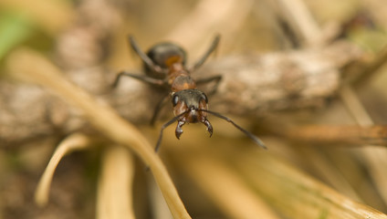 Formica rufa