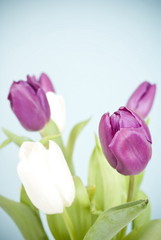 Purple adn white tulips