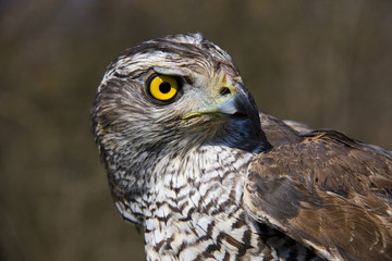 Northern goshawk (Accipiter gentilis)