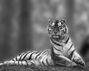 Monochrome image of beautiful alert Amur tiger
