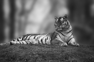Beautiful tiger laying down on grassy bank in black and white