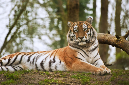 Stunning close up image of tiger relaxing on warm day