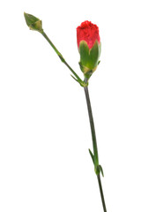 bud red carnation