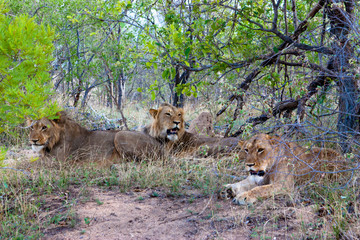 Obraz na płótnie Canvas Lion in the South Africa