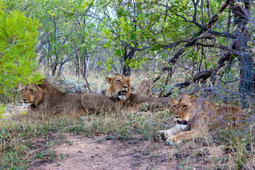 Lion in the South Africa