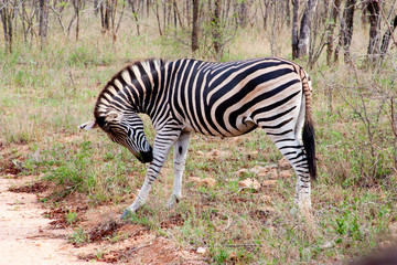 Zebra