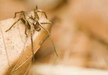 Pisaura mirabilis