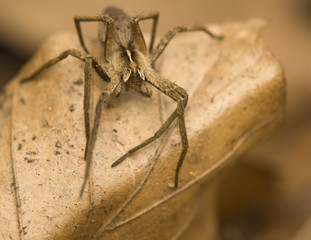Pisaura mirabilis