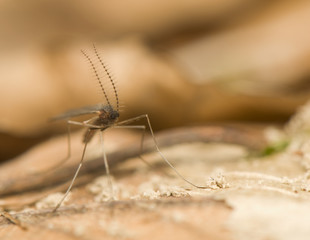 Culicidae, Cecidomyiidae