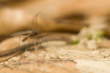 Culicidae, Cecidomyiidae