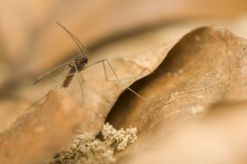 Culicidae, Cecidomyiidae