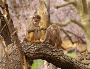 Rhesus monkeys are defending their food